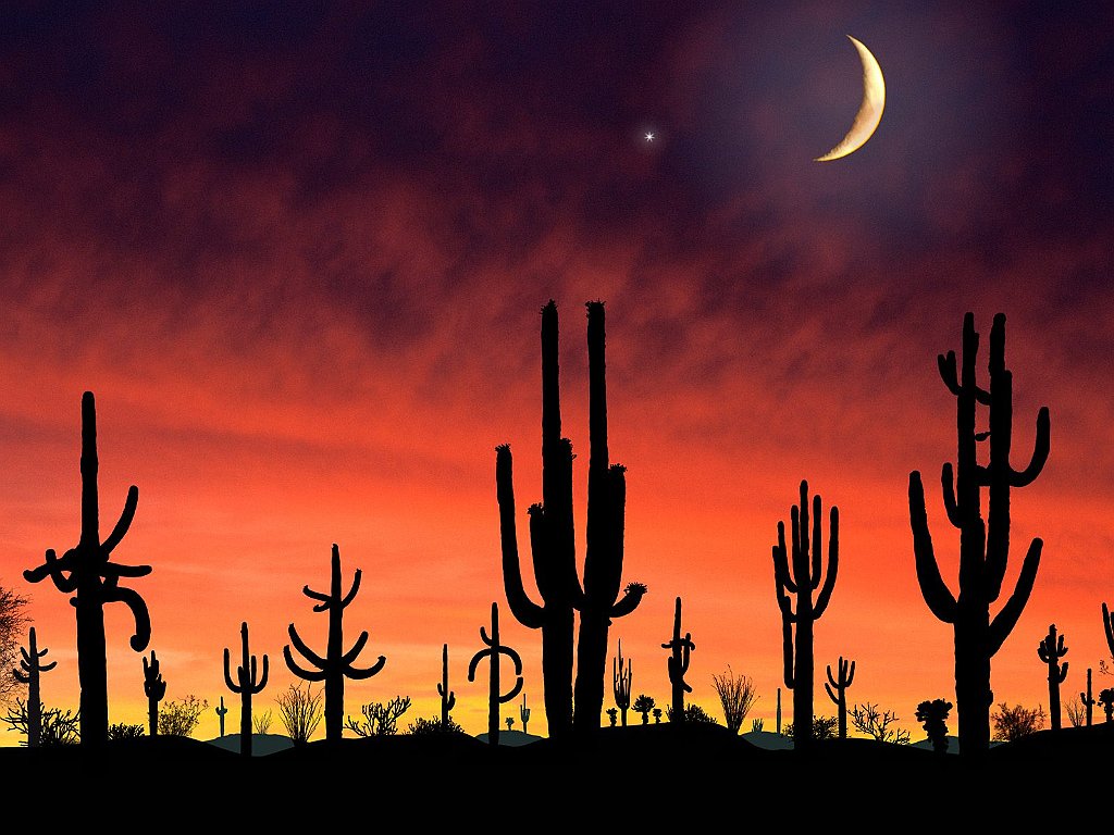 Saguaro National Park, Arizona